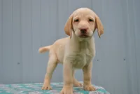 Sandy, a female Labrador Retriever for sale in Elroy, WI – 3 of 6
