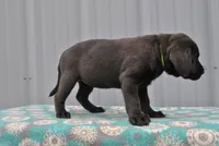 Jasper, a female Labrador Retriever for sale in Elroy, WI – 4 of 6