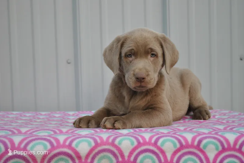 Mocha – Labrador Retriever puppy for sale in Elroy, WI