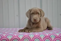 Mocha, a female Labrador Retriever for sale in Elroy, WI – 1 of 6