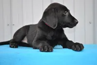 Oscar, a male Labrador Retriever for sale in Elroy, WI – Photo 1 of 6