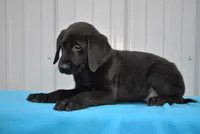 Oscar, a male Labrador Retriever for sale in Elroy, WI – Photo 2 of 6