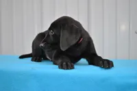 Oscar, a male Labrador Retriever for sale in Elroy, WI – Photo 4 of 6