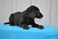 Oscar, a male Labrador Retriever for sale in Elroy, WI – Photo 3 of 6