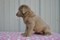 Ivy, a female Labrador Retriever for sale in Elroy, WI – 3 of 6