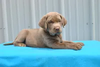 Bruno, a male Labrador Retriever for sale in Elroy, WI – 1 of 6