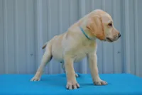 Hunter, a male Labrador Retriever for sale in Elroy, WI – 3 of 6