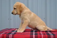 Kip, a male Labrador Retriever for sale in Elroy, WI – 1 of 6