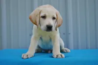 Yeti, a male Labrador Retriever for sale in Elroy, WI – 4 of 6