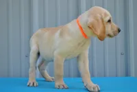 Rambo, a male Labrador Retriever for sale in Elroy, WI – 3 of 6