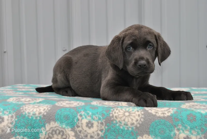 Jasper – Labrador Retriever puppy for sale in Elroy, WI