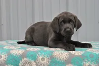Jasper, a female Labrador Retriever for sale in Elroy, WI – 1 of 6