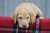 Shiloh, a male Labrador Retriever for sale in Elroy, WI – 2 of 6