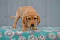Carmen, a female Labrador Retriever for sale in Elroy, WI – 2 of 6