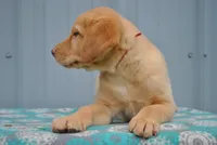 Kimber, a female Labrador Retriever for sale in Elroy, WI – 4 of 6