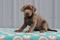 Ginger, a female Labrador Retriever for sale in Elroy, WI – 2 of 6