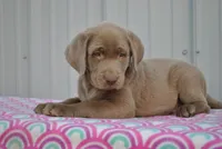 Mocha, a female Labrador Retriever for sale in Elroy, WI – 2 of 6