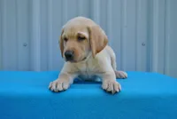 Vortex, a male Labrador Retriever for sale in Elroy, WI – 2 of 6
