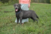 Mocha, a female Labrador Retriever for sale in Elroy, WI – 6 of 6
