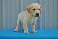 Benji, a male Labrador Retriever for sale in Elroy, WI – 4 of 7