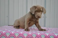 Mocha, a female Labrador Retriever for sale in Elroy, WI – 3 of 6