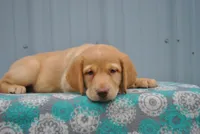 Kimber, a female Labrador Retriever for sale in Elroy, WI – 3 of 6