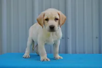 Benji, a male Labrador Retriever for sale in Elroy, WI – 5 of 7