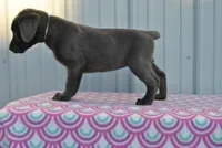 Tasha, a female Labrador Retriever for sale in Elroy, WI – Photo 4 of 6