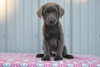 Tasha, a female Labrador Retriever for sale in Elroy, WI – Photo 2 of 6