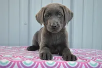 Tasha, a female Labrador Retriever for sale in Elroy, WI – Photo 1 of 6