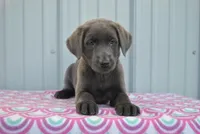 Tasha, a female Labrador Retriever for sale in Elroy, WI – Photo 3 of 6