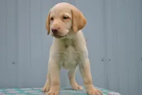 Sandy, a female Labrador Retriever for sale in Elroy, WI – 2 of 6