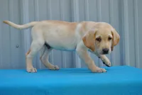 Rambo, a male Labrador Retriever for sale in Elroy, WI – 4 of 6