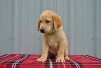 Kip, a male Labrador Retriever for sale in Elroy, WI – 3 of 6