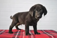 Jet, a male Labrador Retriever for sale in Elroy, WI – Photo 4 of 6