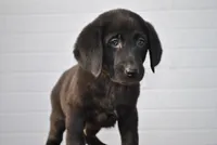 Jet, a male Labrador Retriever for sale in Elroy, WI – Photo 3 of 6