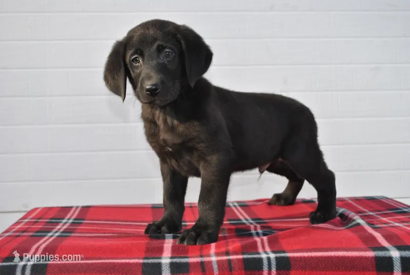 Jet – Labrador Retriever puppy for sale in Elroy, WI