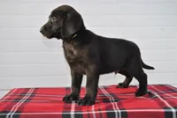 Jet, a male Labrador Retriever for sale in Elroy, WI – Photo 2 of 6