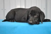 Comet, a male Labrador Retriever for sale in Elroy, WI – Photo 3 of 5