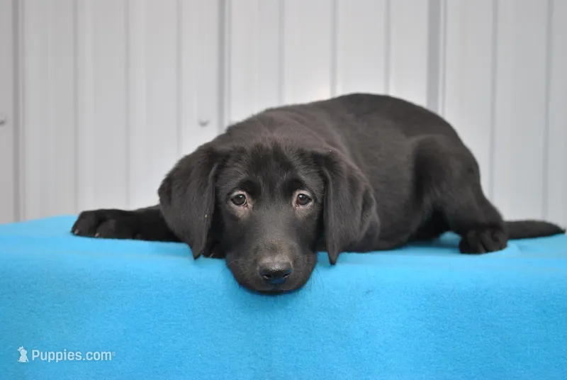 Comet – Labrador Retriever puppy for sale in Elroy, WI