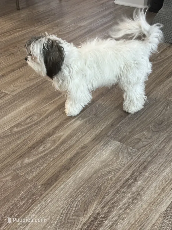 Olivia  – Shihpoo puppy for sale in Center, CO