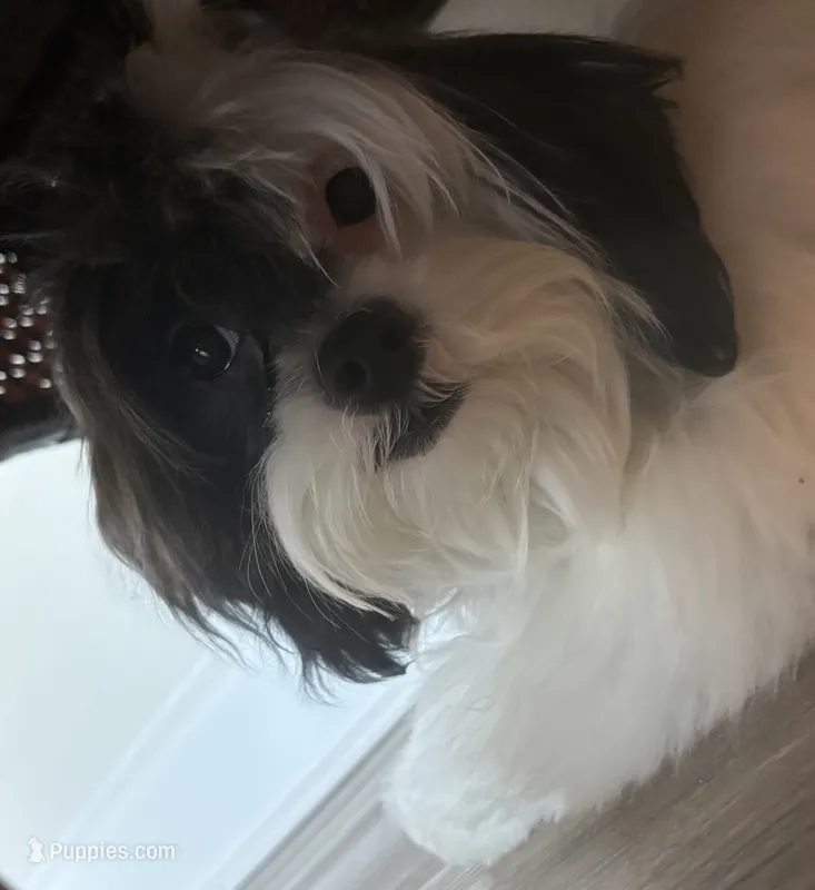 Olivia  – Shihpoo puppy for sale in Center, CO