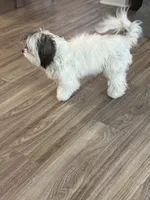 Olivia , a female Shihpoo for sale in Center, CO – 2 of 3