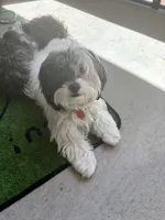 Olivia , a female Shihpoo for sale in Center, CO – 3 of 3