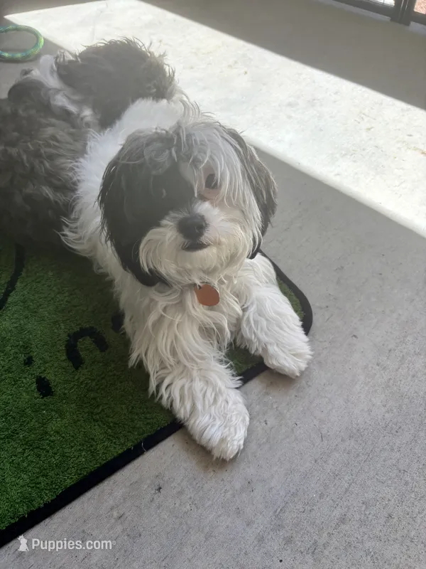 Olivia  – Shihpoo puppy for sale in Center, CO