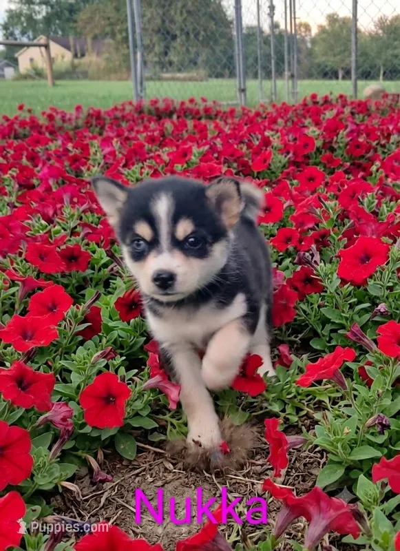 Nukka – Pomsky puppy for sale in Southington, OH