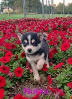 Nukka, a female Pomsky for sale in Southington, OH – 1 of 2