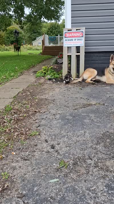 Kaviq, a male Pomsky for sale in Southington, OH – 2 of 2