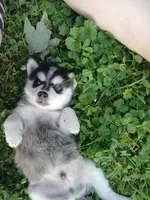 Koda, a male Pomsky for sale in Southington, OH – 2 of 2