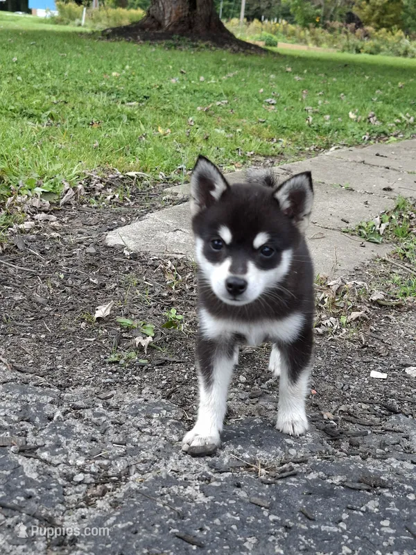 Kaviq – Pomsky puppy for sale in Southington, OH